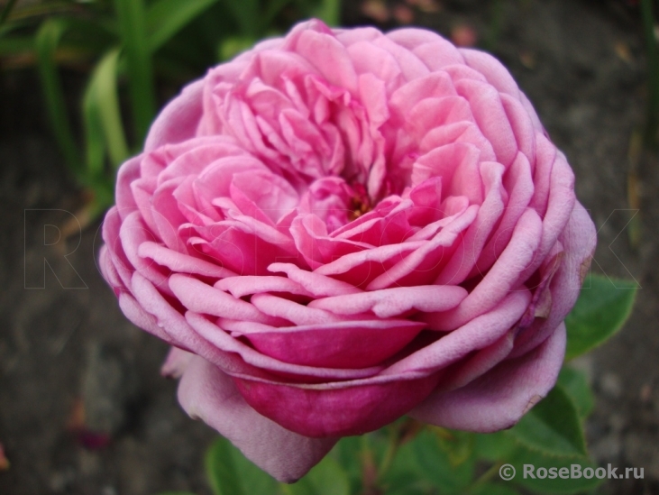 Durance Ancian Rosa