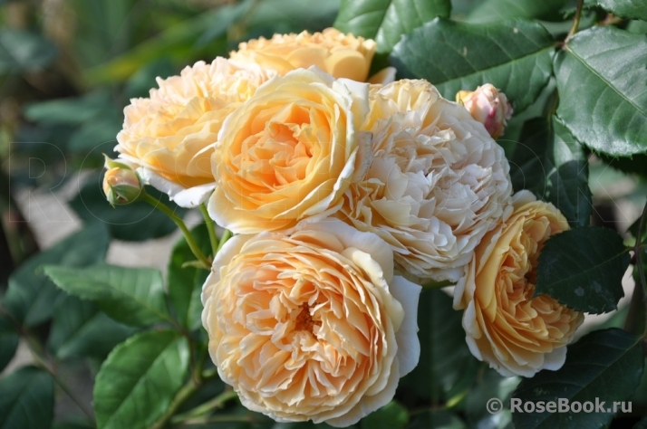 Crown Princess Margareta®