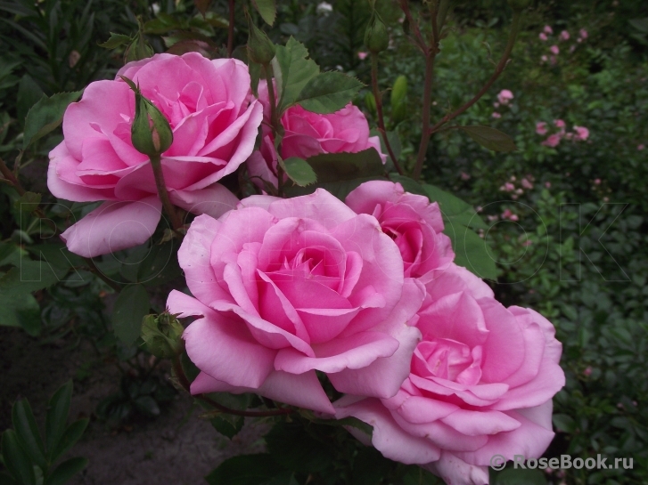 Jardins de Villandry