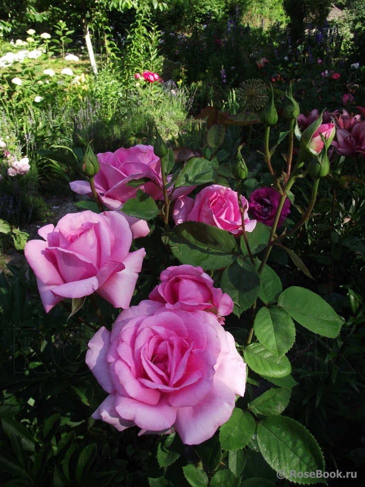 Jardins de Villandry