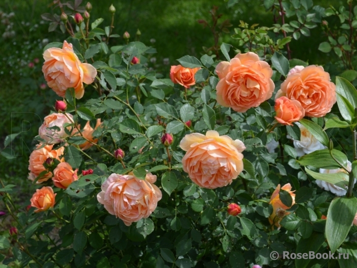 Lady of Shalott 