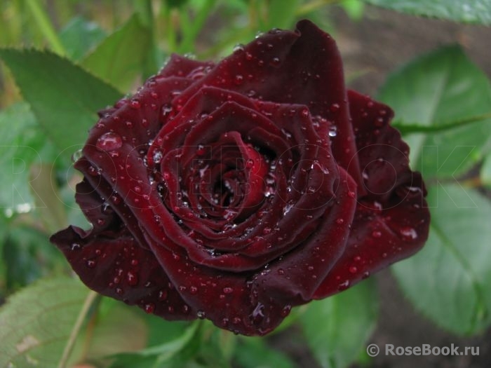 Black Baccara