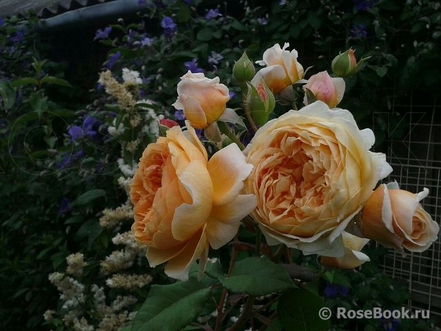 Crown Princess Margareta®