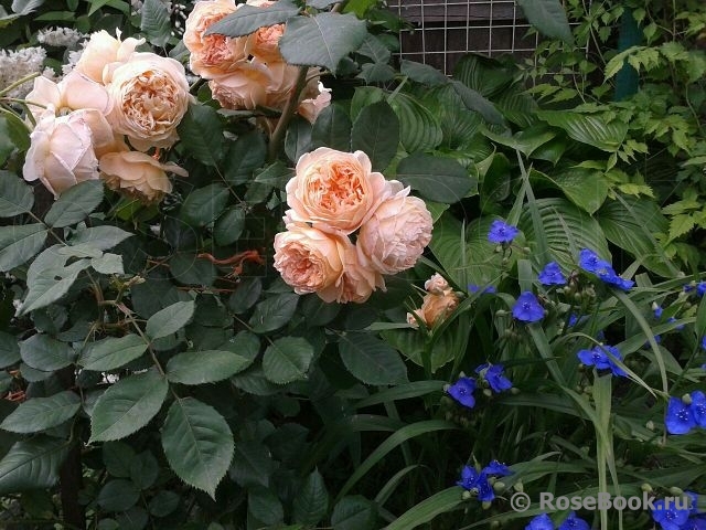 Crown Princess Margareta®