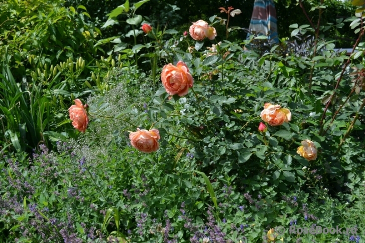 Lady of Shalott 