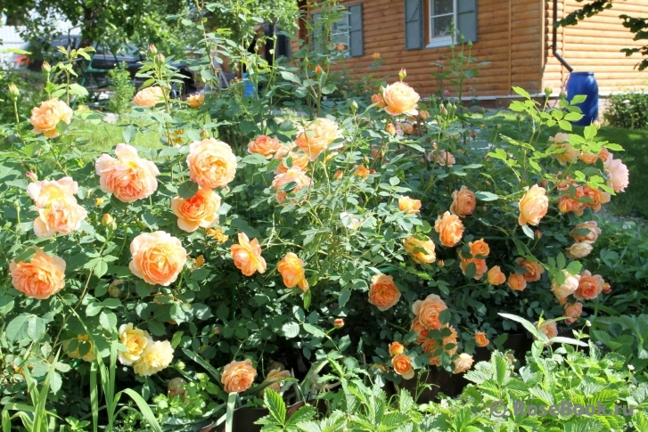 Lady of Shalott 