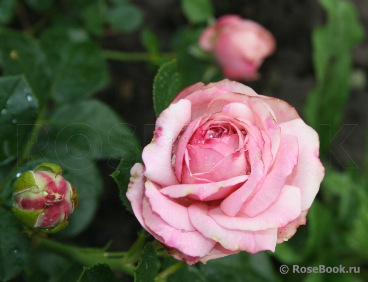 Kordes' Rosenfaszination ®