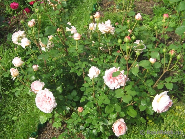 Abraham Darby