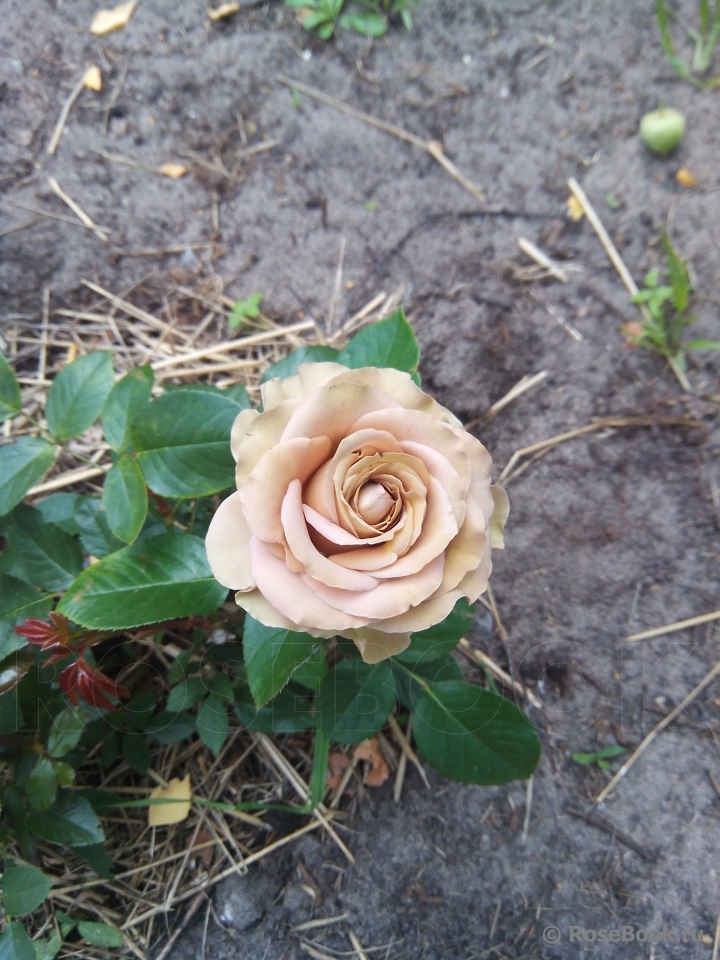 Julia's Rose