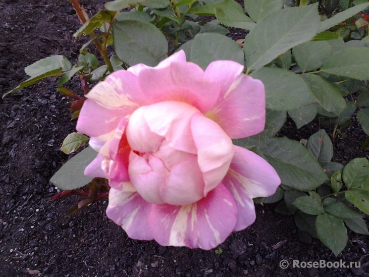 Rose des Cisterciens 