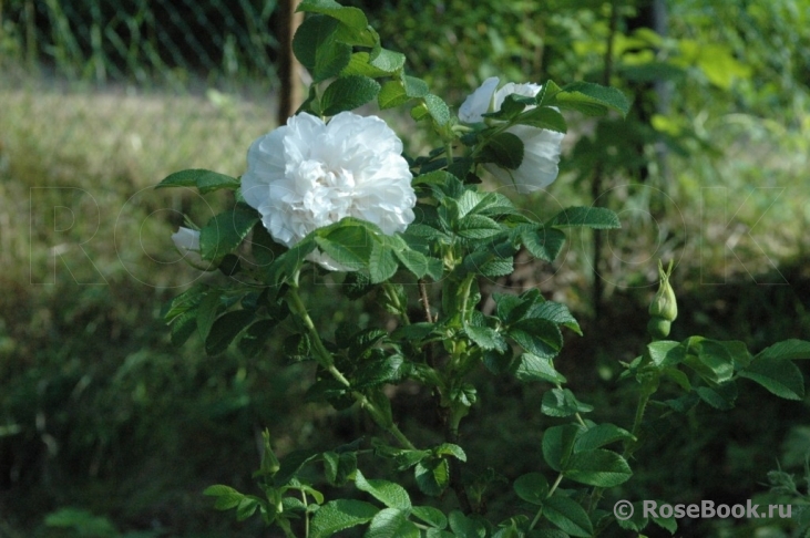 Souvenir de Philemon Cochet