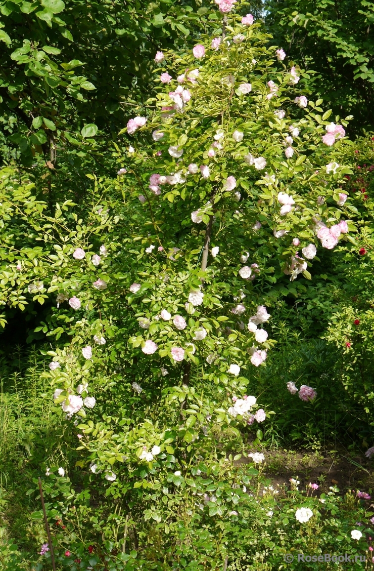 Weisse Tausendschön