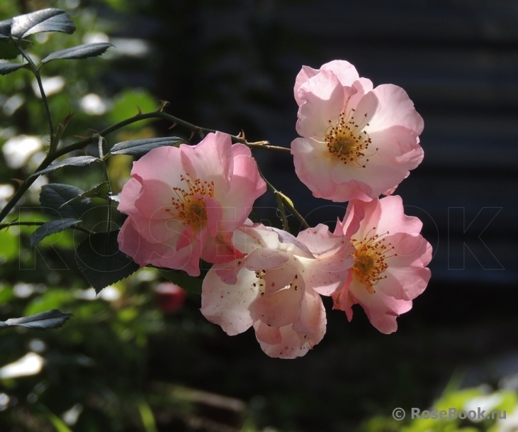 Pink Skyliner