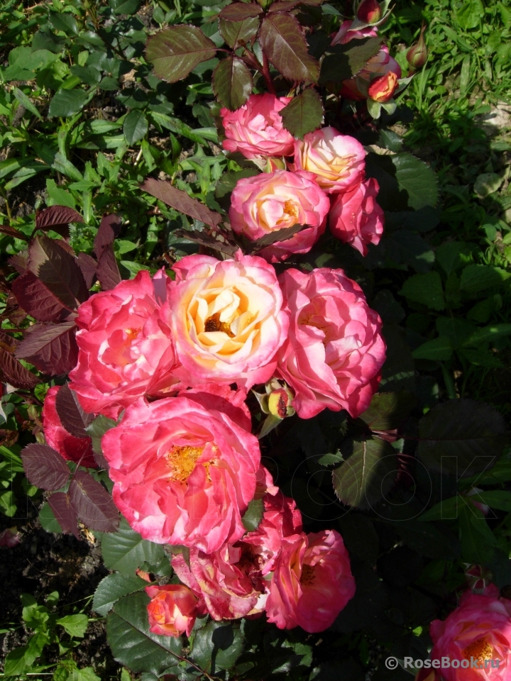 Marseille en Fleurs