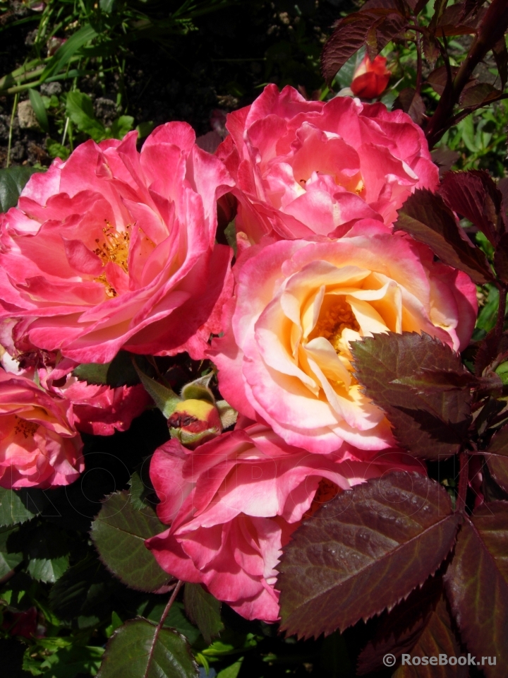 Marseille en Fleurs