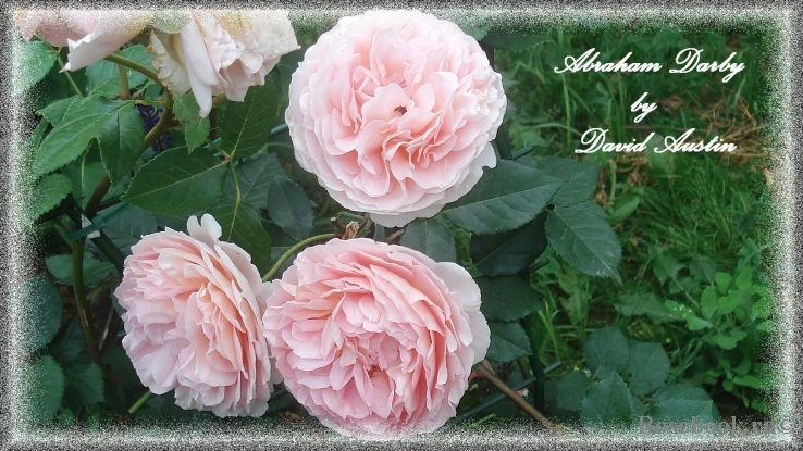 Abraham Darby