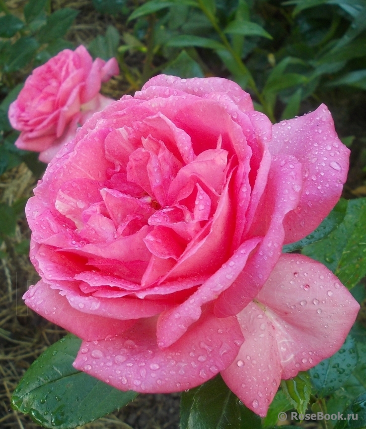 La Rose de Molinard ®