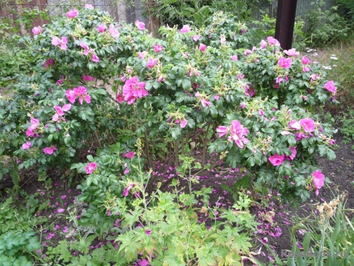 Rosa rugosa rubra