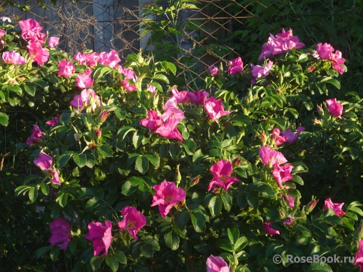 Rosa rugosa rubra