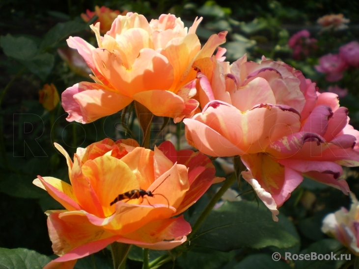 Rose des Cisterciens 