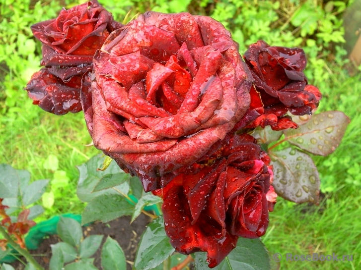 Black Baccara