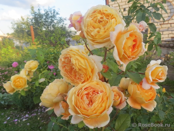 Crown Princess Margareta®