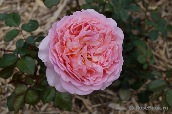 Abraham Darby