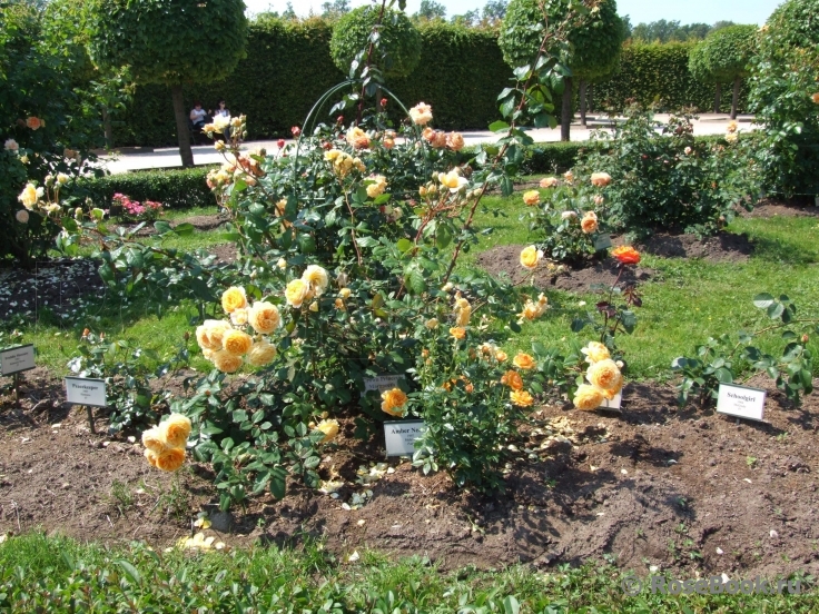 Crown Princess Margareta®