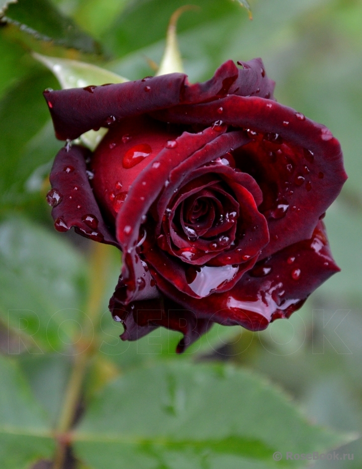 Black Baccara