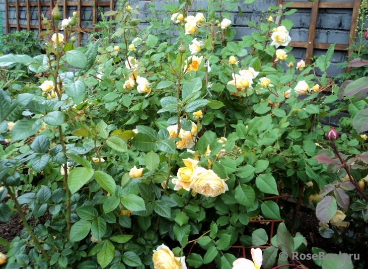 Crown Princess Margareta®