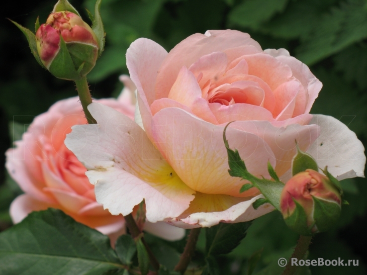 Abraham Darby