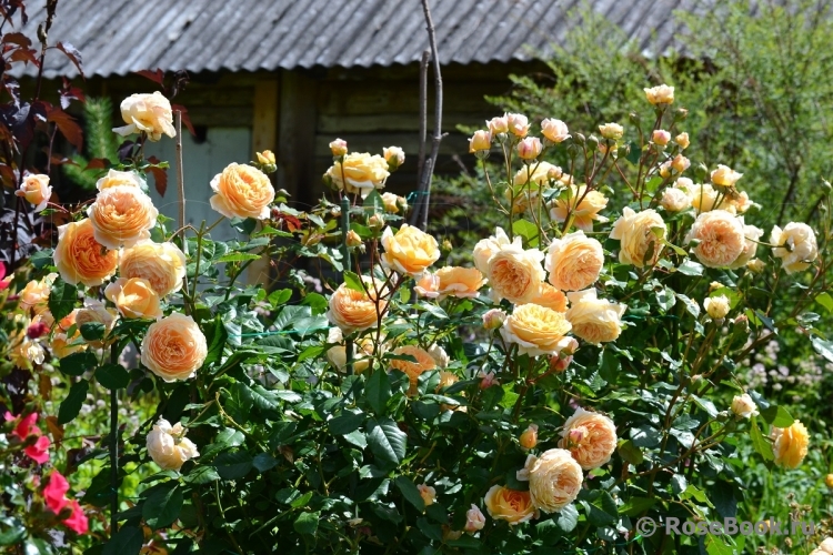 Crown Princess Margareta®