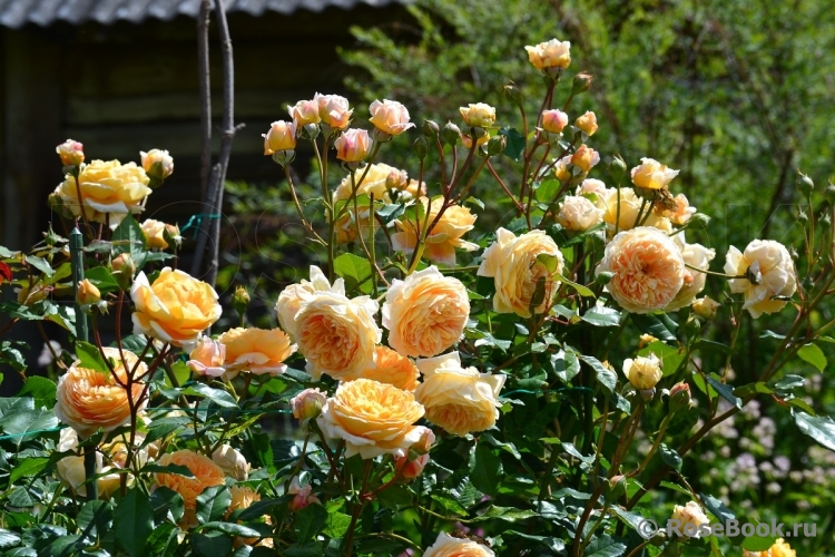 Crown Princess Margareta®