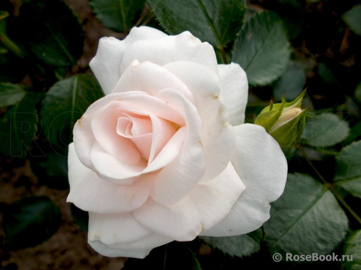 Aspirin Rose