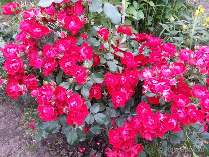 Black Forest Rose ®