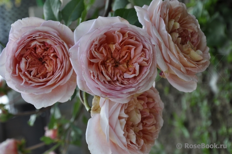 Abraham Darby