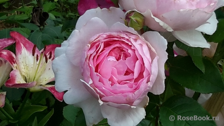 The Wedgwood Rose