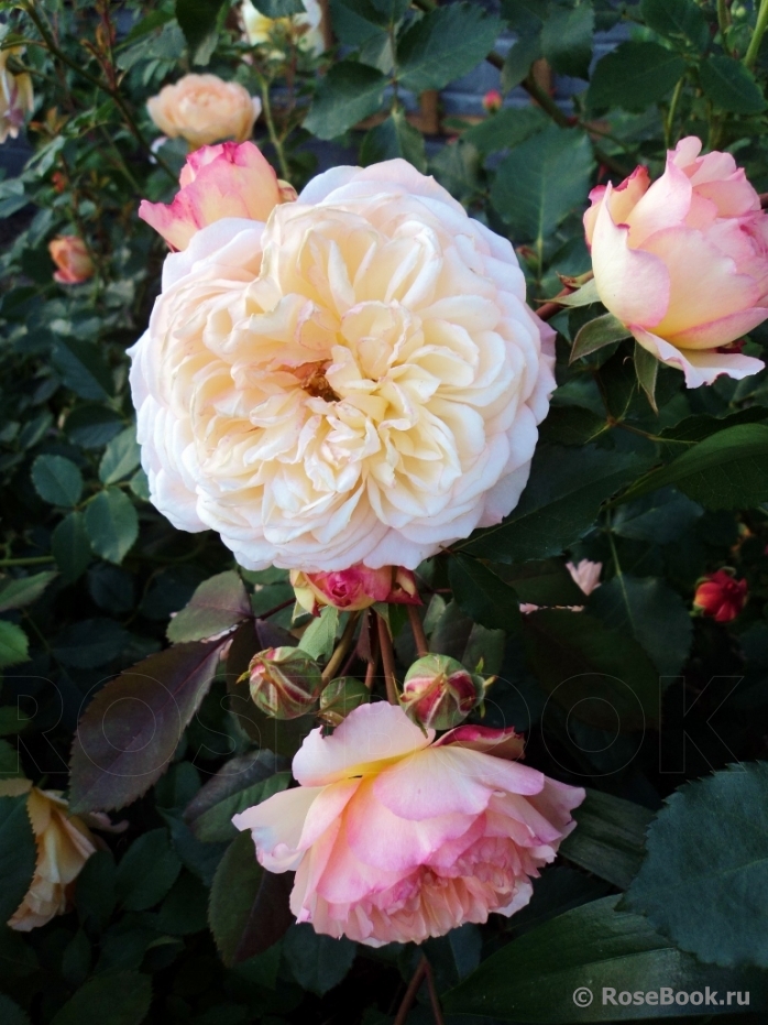 Rose de Gerberoy ®