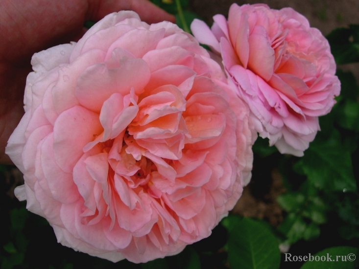 Abraham Darby