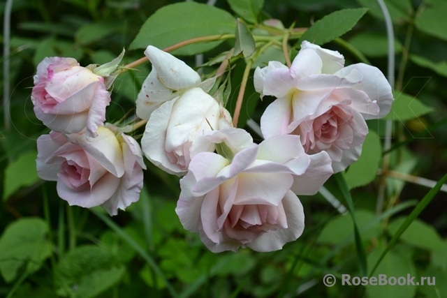 Jardins d'Albertas