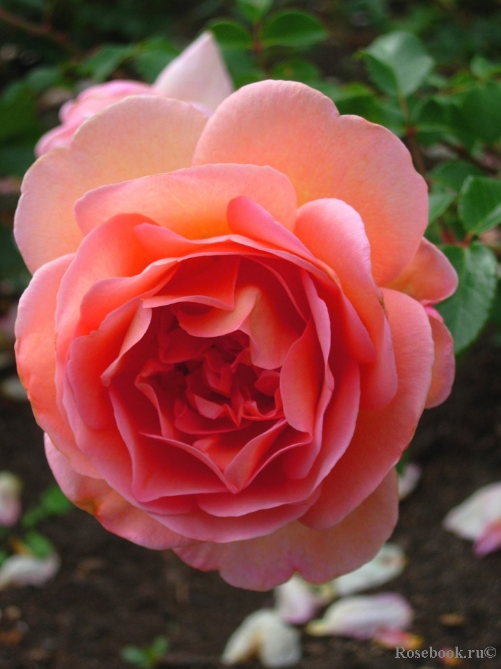 Abraham Darby