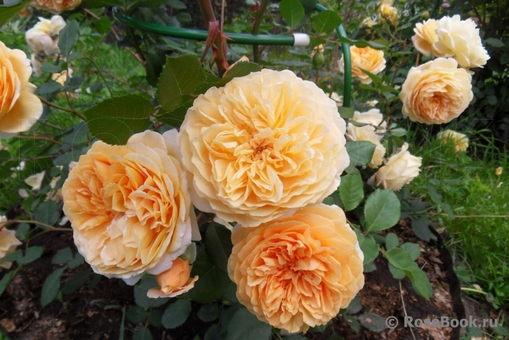 Crown Princess Margareta®