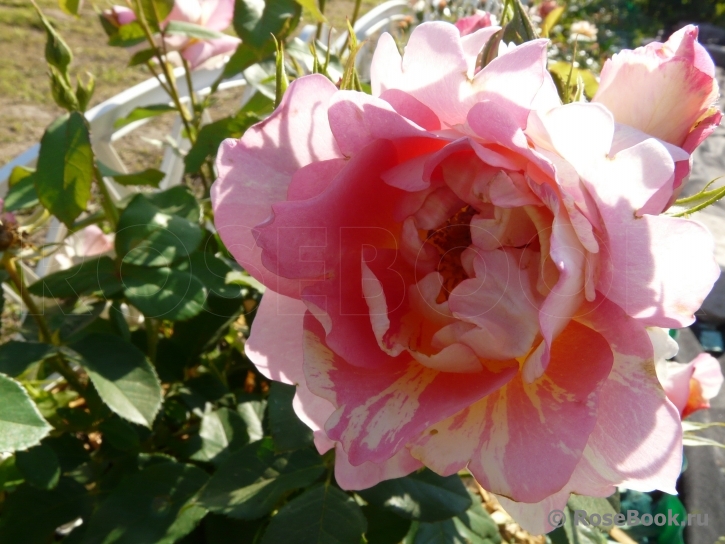 Rose des Cisterciens 