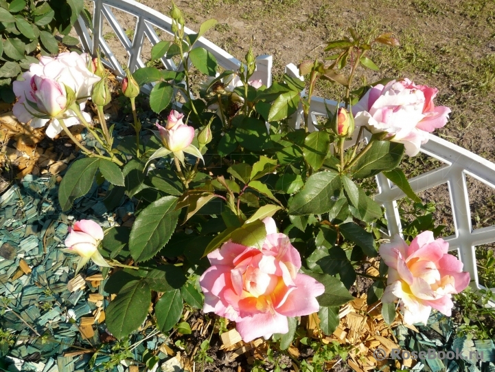 Rose des Cisterciens 