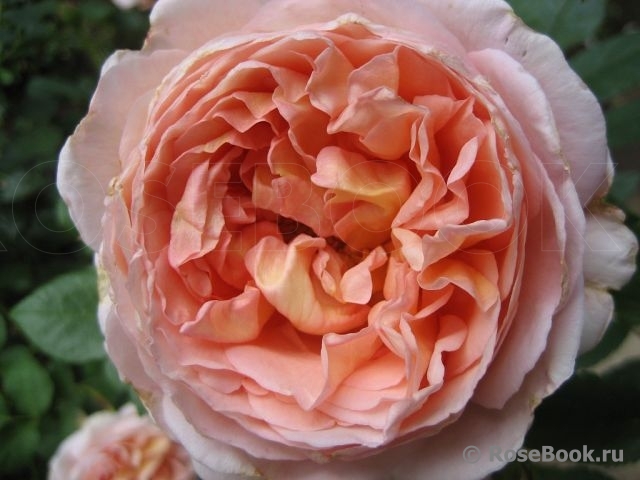 Abraham Darby