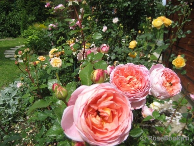 Abraham Darby