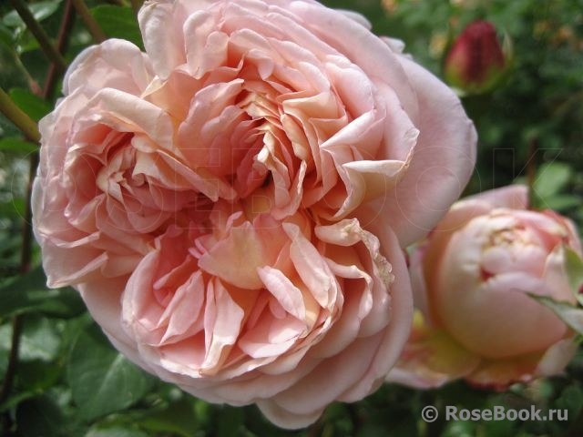 Abraham Darby