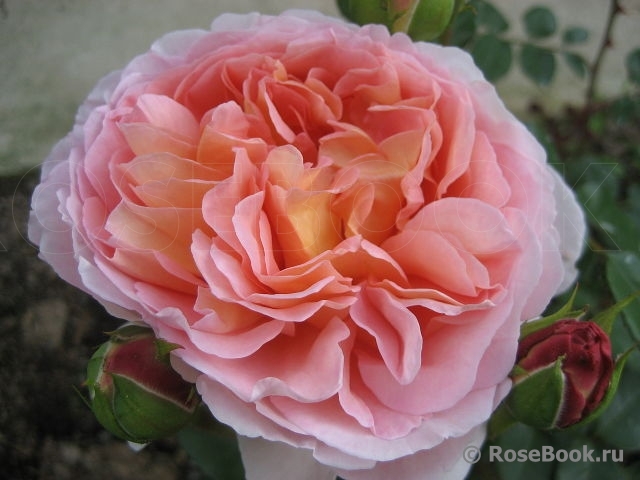 Abraham Darby