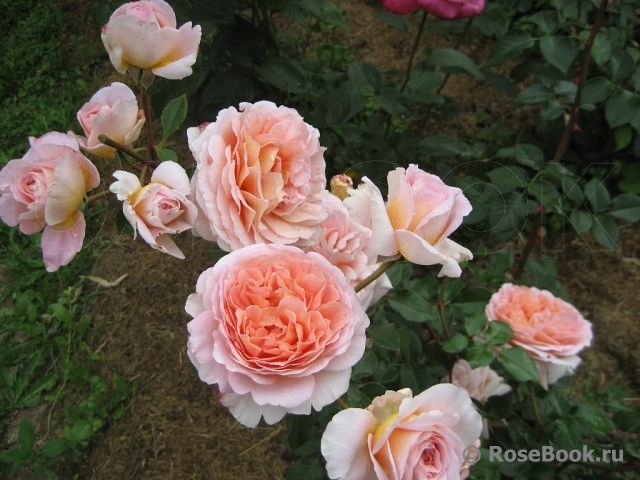 Abraham Darby