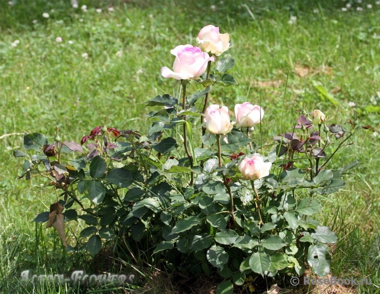 Biedermeier Garden